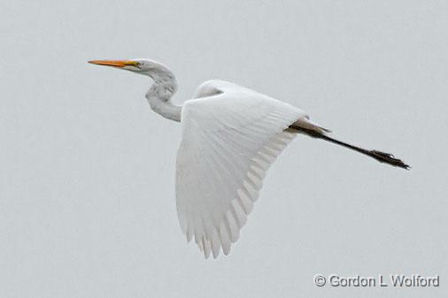 Egret In Flight_25886.jpg - Great Egret (Ardea alba) photographed at Ottawa, Ontario, Canada.